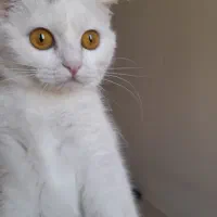 گربه ماده، نژاد اسکاتیش از پدر ، ترک کیش از مادر