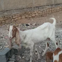 حیوانات مزرعه|حیوانات مزرعه|امیدیه, |دیوار