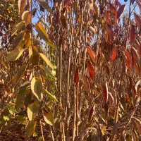 نهالستان انواع نهالهای گیلاس.البالو.هلو.انگورسیاه|خدمات باغبانی و درختکاری|سنندج, |دیوار