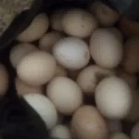 تخم مرغی محلی|خوردنی و آشامیدنی|شوشتر, |دیوار