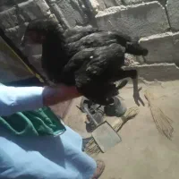 دوتا گوچ خروس فقط مامله با عشق