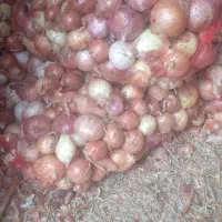 پیاز  طلایی فروشی