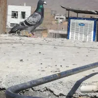 کبوتر|پرنده|بیرجند, |دیوار