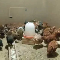 جوجه نژاد گلپایگانی|حیوانات مزرعه|عجب شیر, |دیوار