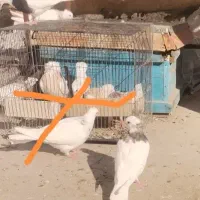 جفت طوقی سرکه ای