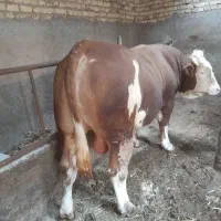 گوساله نر گوشتی