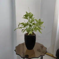 گل مصنوعی لاکچری خاص پسند