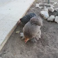 مرغ کوشین وگلین نژاد دار پرپا|حیوانات مزرعه|گلبهار, شهر جدید گلبهار|دیوار