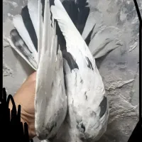 دوتا جوجه سار کاکلی|پرنده|تربت‌حیدریه, شهید قرنی|دیوار