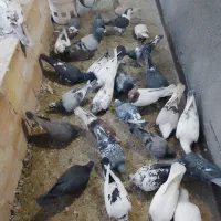 جفتی۴۵۰|پرنده|مشهد, بهمن|دیوار