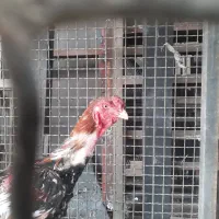لاری از نژاد افغان ۲ ساله