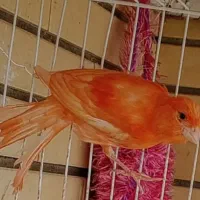 ماده فرمژ هیکل درشت اماده کوزه کرده