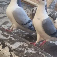 جفت دمگیر ، بدرنگ