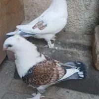 کبوتر نقش (بلژیکی)