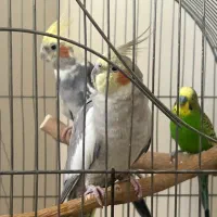 ۲ عدد عروس هلندی و یک عدد مرغ عشق