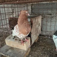 کبوتر فروشی