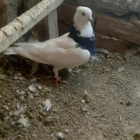 ۸ عدد کبوتر پرشی