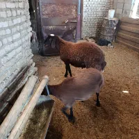 بره قوچ همو به شرط آزمایش.
