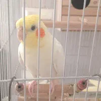 یه جفت عروس هلندی با وسایل نر سخنگو