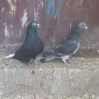 کبوتر وکفتر