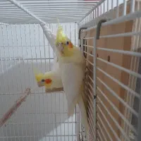 جفت عروس هلندی با ۳ جوجه