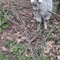 ۶عدد بز با بزغاله بفروش میرسید