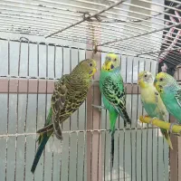 پنج تا مرغ عشق جوان و آماده به کار|پرنده|داران, |دیوار