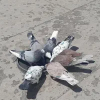 کبوتر پرشی کرج گرمدره ( کفتر  )