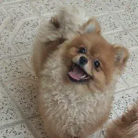 سک پامر خرسی