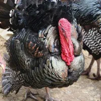 بوقلمون و خروس با قیمت عالی و ارگانیک