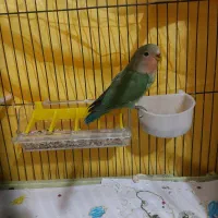 جوجه طوطی کوتوله برزیلی