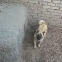 توله نر