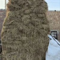 یونجه|لوازم جانبی حیوانات|فیرورق, |دیوار