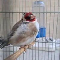 سهره سرحال جوان|پرنده|اسلامشهر, باغ فیض|دیوار