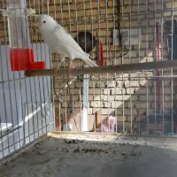 قناری نر مست