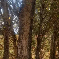 خرید انواع درخت به قیمت مناسب|خدمات باغبانی و درختکاری|سراب, |دیوار