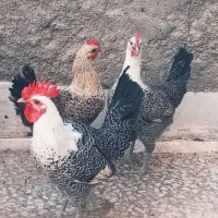 تخم براکل