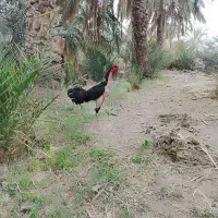 مرغ وخروس