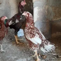 مرغ خروس لاری