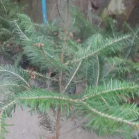 کاج ابیس بفروش میرسد