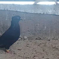 پلاکی|پرنده|شیراز, گویم|دیوار