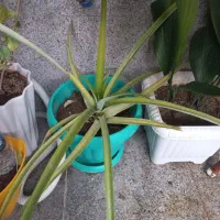 آناناس  دو ساله|گل و گیاه طبیعی|اندیشه, اندیشه فاز ۴|دیوار