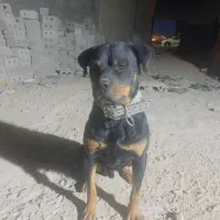 روتوایلر اصل