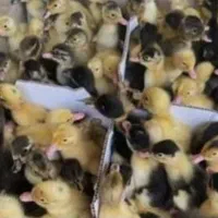 جوجه اردک|حیوانات مزرعه|قم, شهرک مهدیه (مدرس)|دیوار