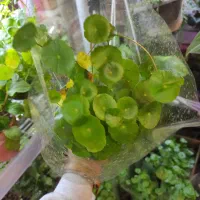 گیاه هیدروکوتیل / پول سکه ای / گیاه شانس|گل و گیاه طبیعی|کرج, گوهردشت|دیوار