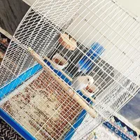 کوتوله برزیلی|پرنده|شیراز, شهدای شهرک سعدی|دیوار