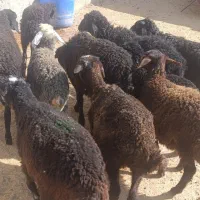 10بره شیرمست 25کیلویی|حیوانات مزرعه|کرج, شهرک البرز ۳|دیوار
