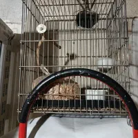 قفس پرنده