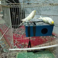 مرغ عشق|پرنده|بیرجند, |دیوار