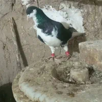 کبوتر خوشرنگ  نر